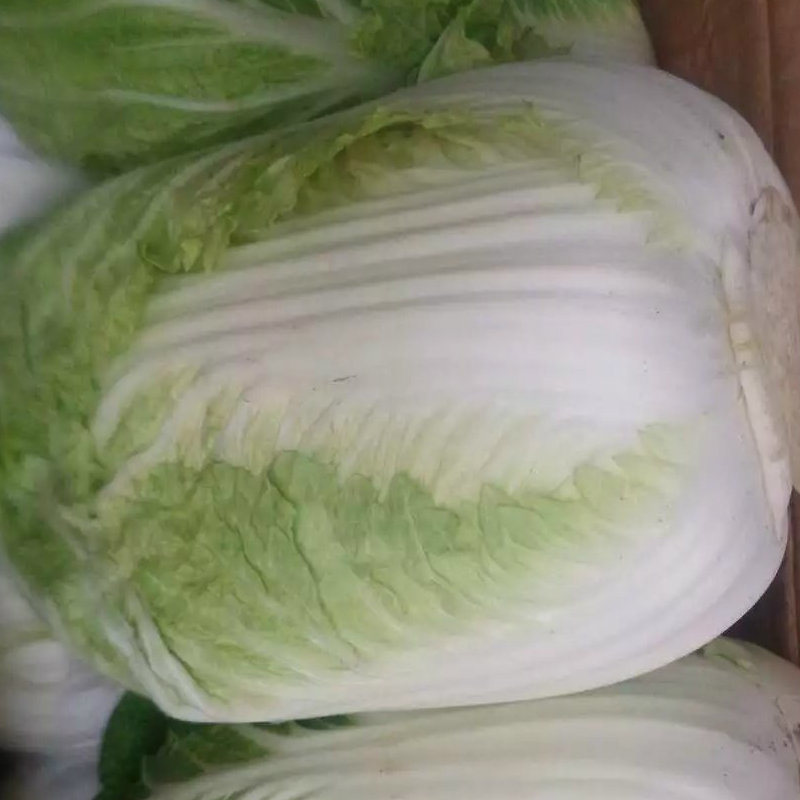 2018 New Crop Fresh Chinese Green Cabbage