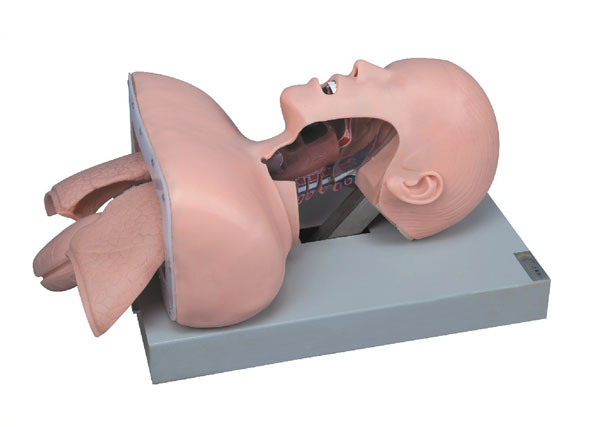 Mct-Ke-018 Trachea Intubation Training Model