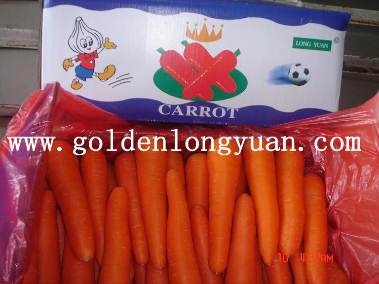 New Crop Fresh Carrot Supplied by Factory