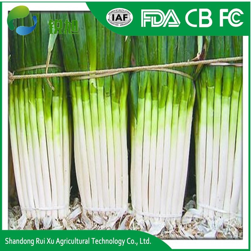 Chinese Fresh Green Onions