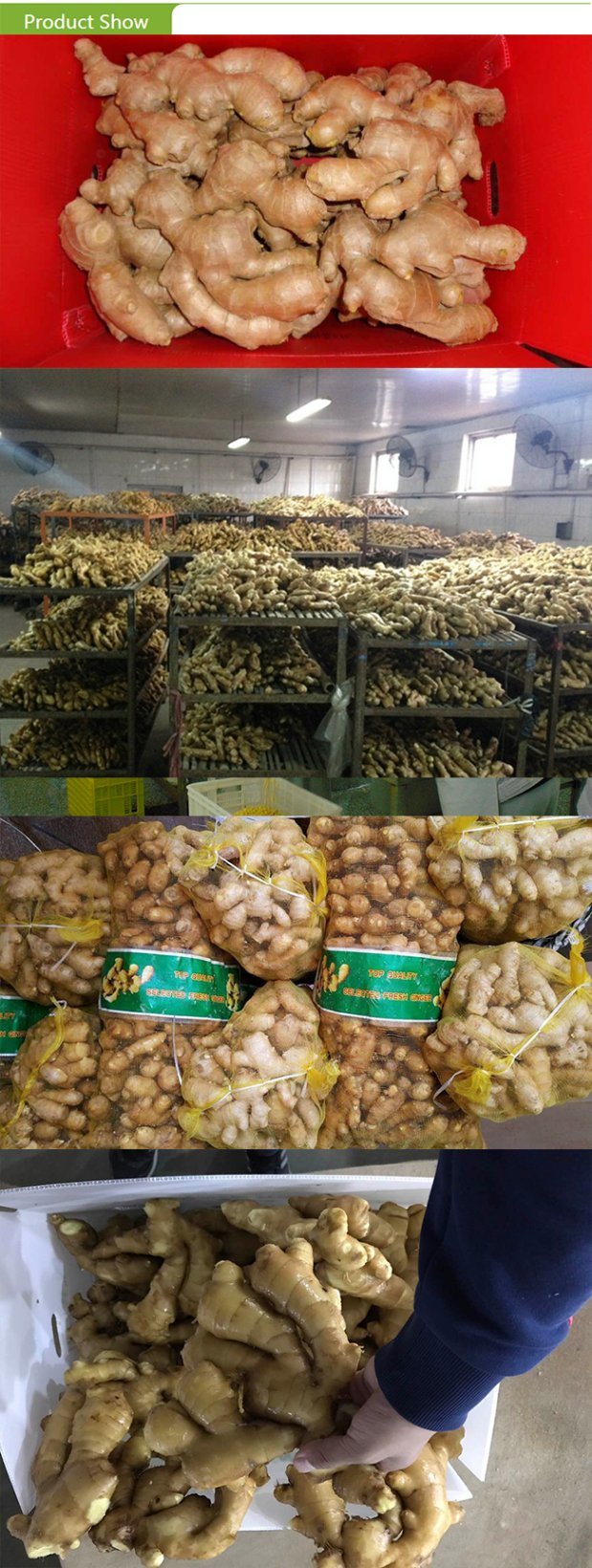 Export Standard Fresh Chinese Fat Ginger