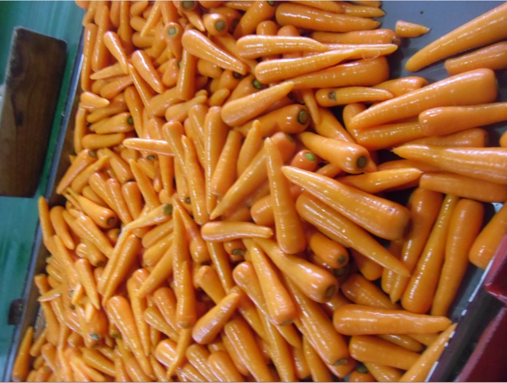 Karotte carrot