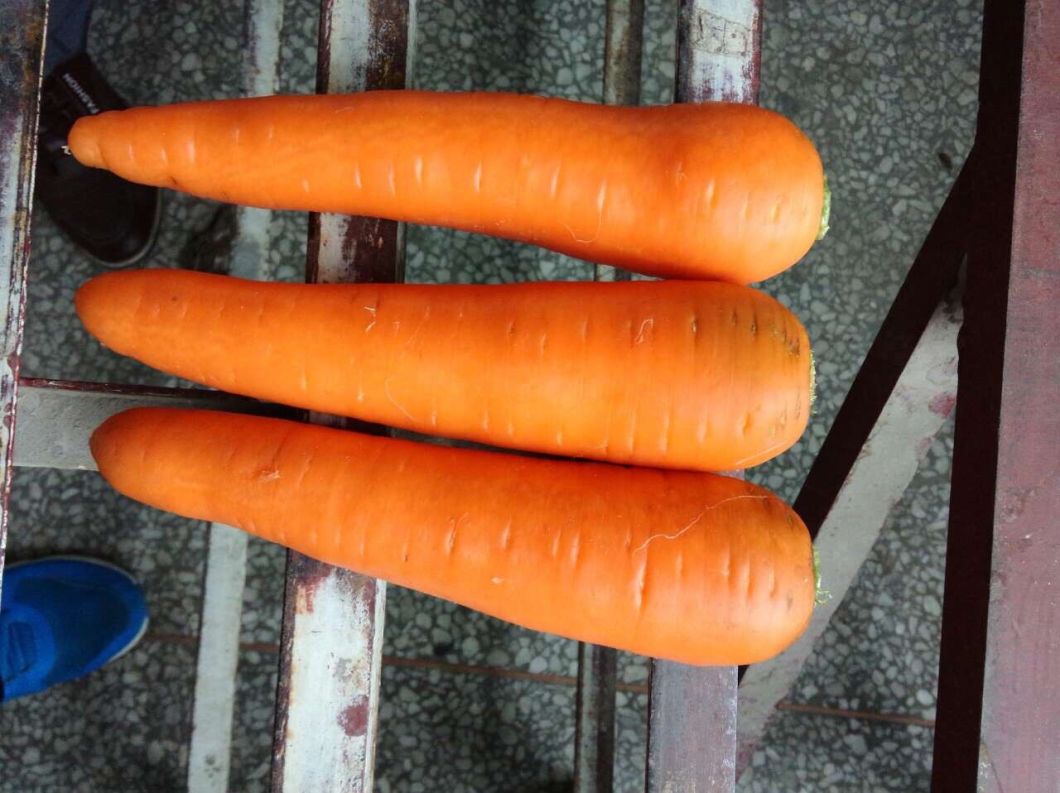 New Crop Fresh Carrot (S grade and M grade)