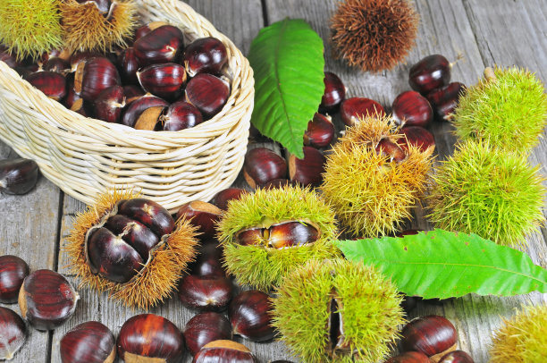 Fresh Chestnut