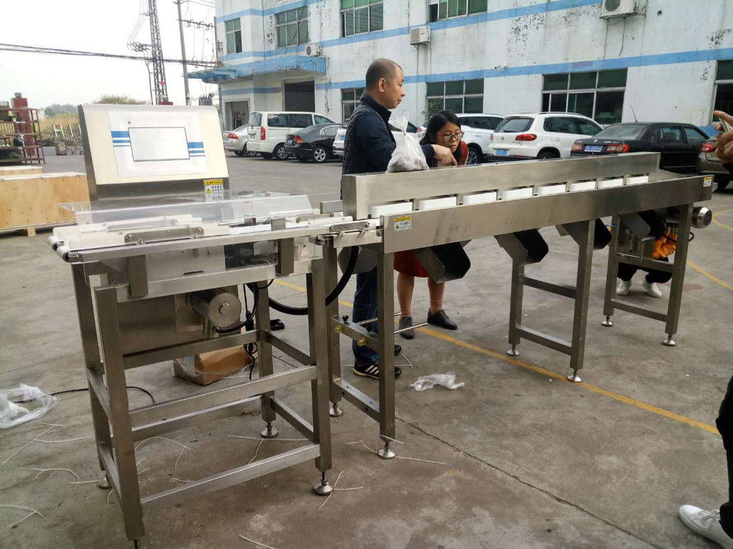 High Accuracy Double Channel Multistage Sorting Machine for Sea Food