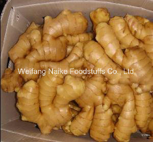 Professional Supply The USA Market with FDA Certificate Fresh Ginger