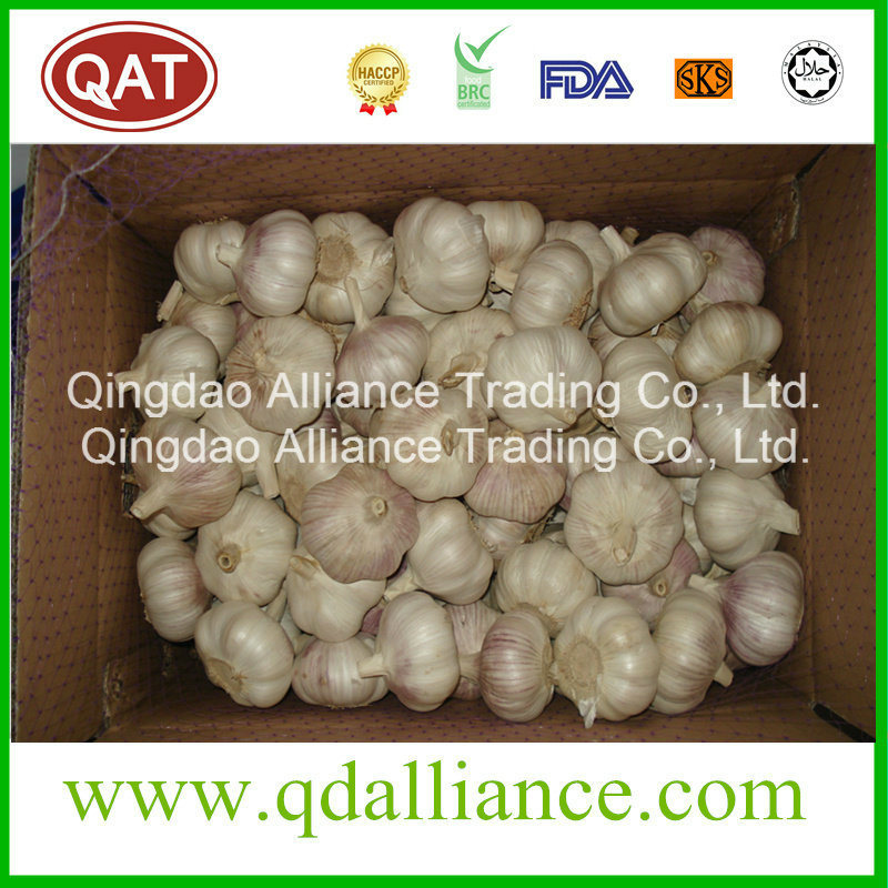 Fresh Pure White Garlic From 2016 New Crop