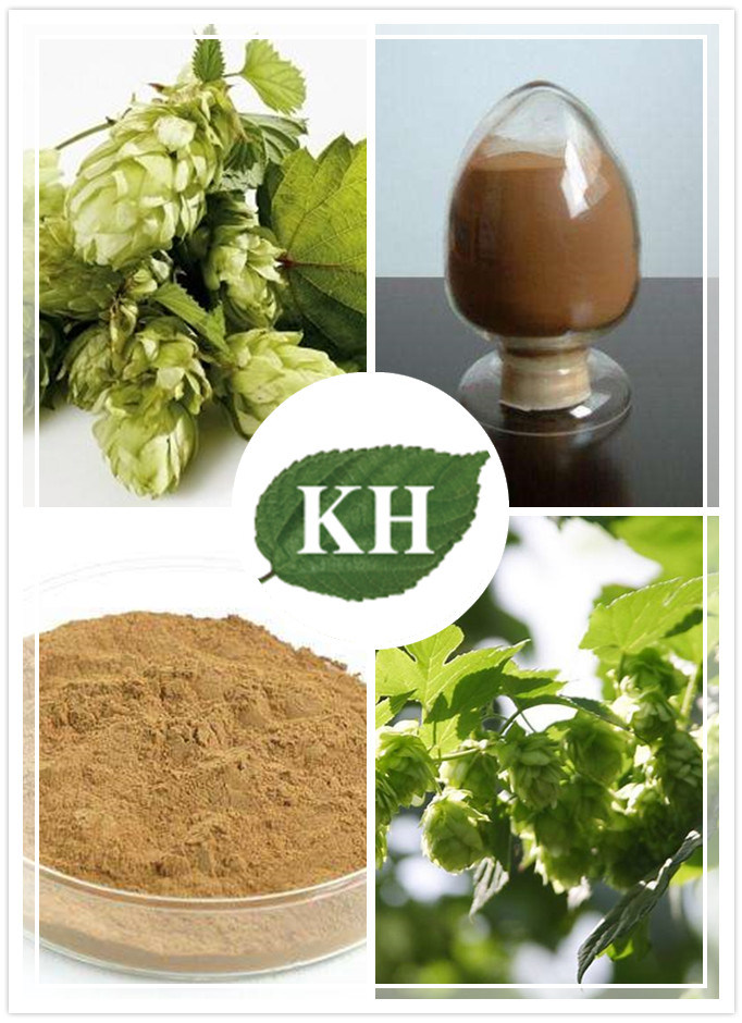 Anti-Inflammatory Rutin 0.2%; Flavonoids 4% Hops Extract with ISO Certificate