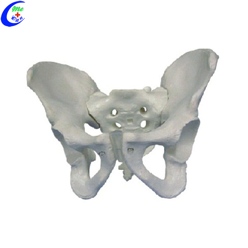 Male and Female Pelvic Skeleton Model