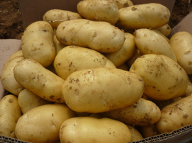 New Crop Potato Vegetable