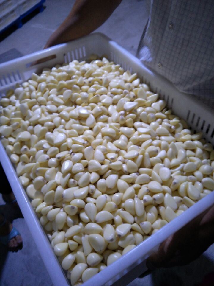 2017 Fresh Peeled Garlic with Competitive Price