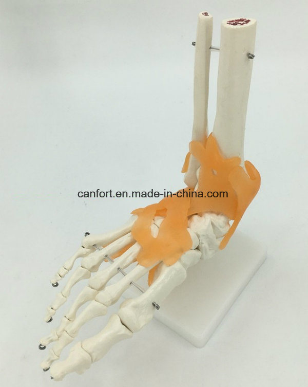 Human Skeleton Model Natural Size Foot Joints Model with Ligament
