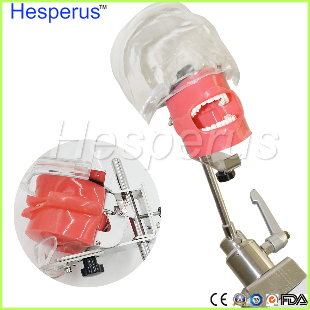 Dental Stainless Steel Simple Head Model Hesperus Dentist Model