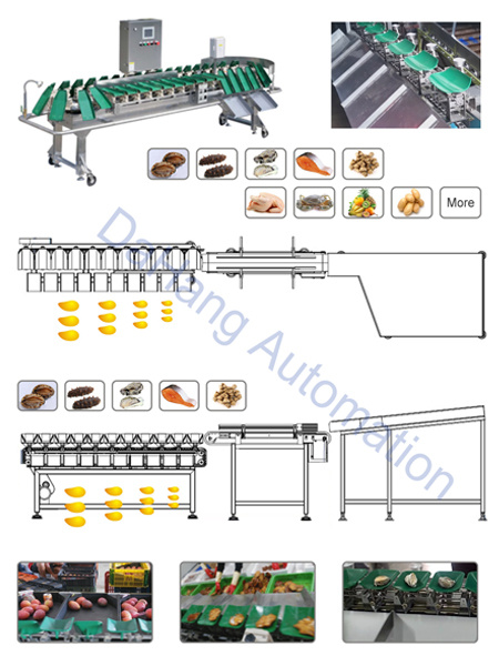 Vegetables Checkweigher and Weight Sorter Machine