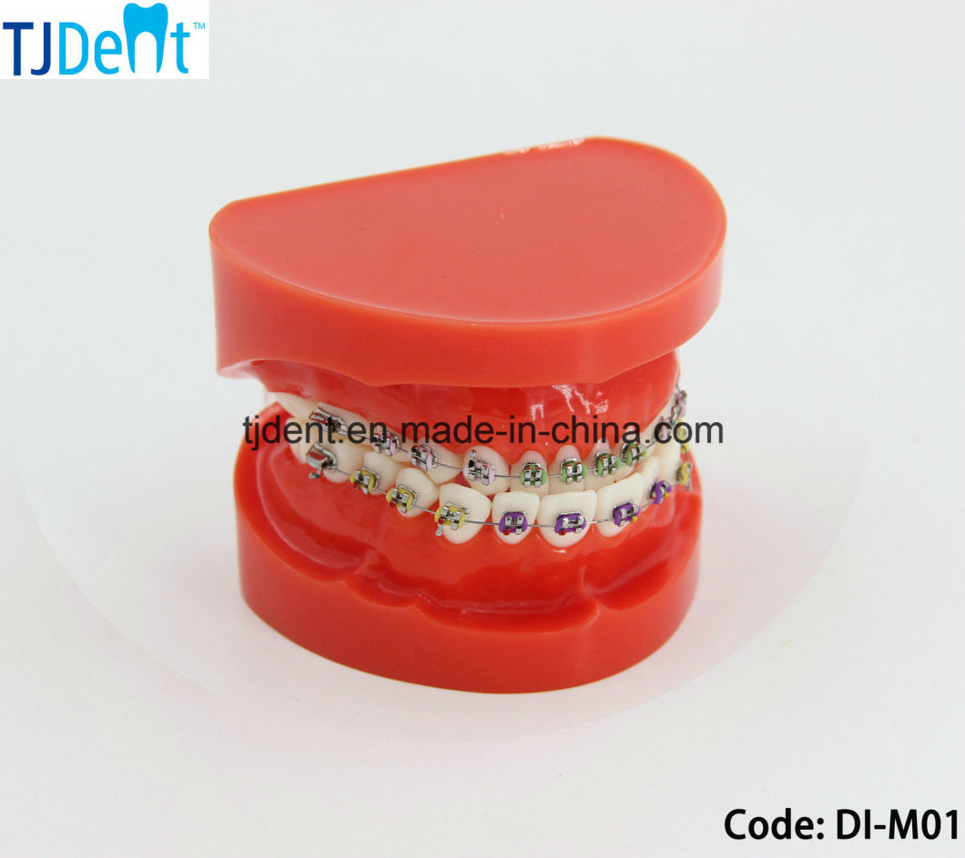 Dental Othodontic Treatment Anatomy Teaching Standard Teeth Model (DI-M01)