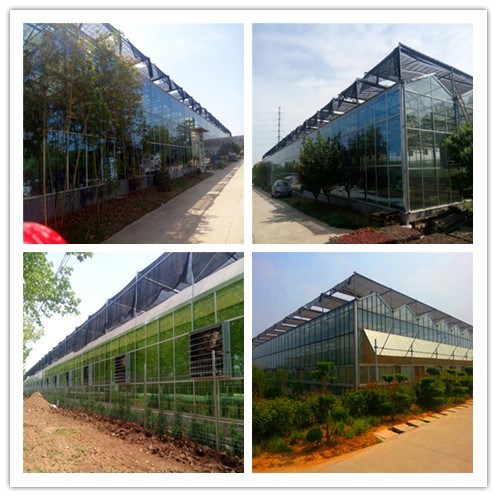 Complete Hydropnics Glass Greenhouse Turnkey Project Contractor for Fish-Vegetable Hydroponics and Tourism