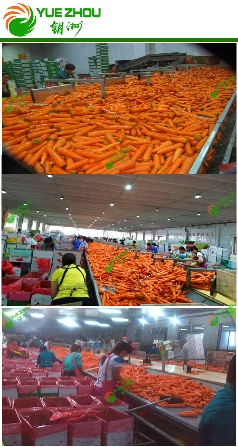 2018 Fresh New Crop Organic Carrot 10kg Carton Packing with Cheap Price