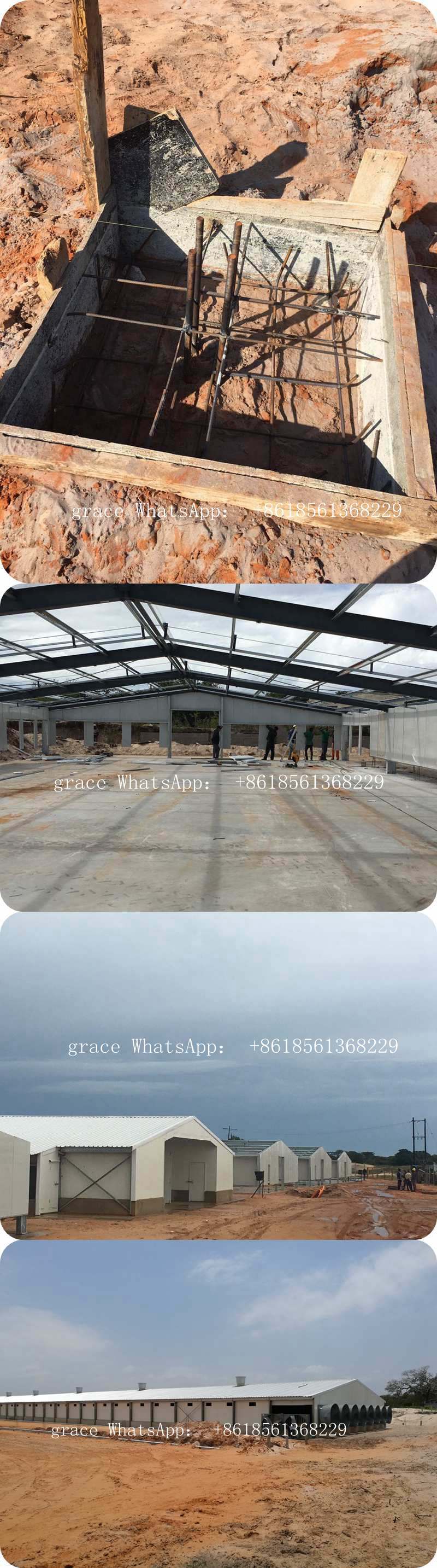 Good Quality Automatic Poultry Farm Machinery with Matching Prefab Shed Construction