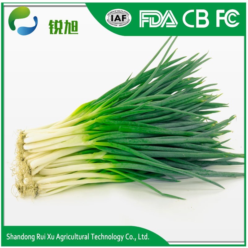 Chinese Fresh Green Onions