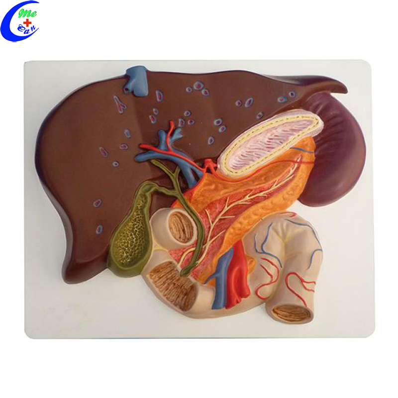 Liver Anatomy Models for Medical Students