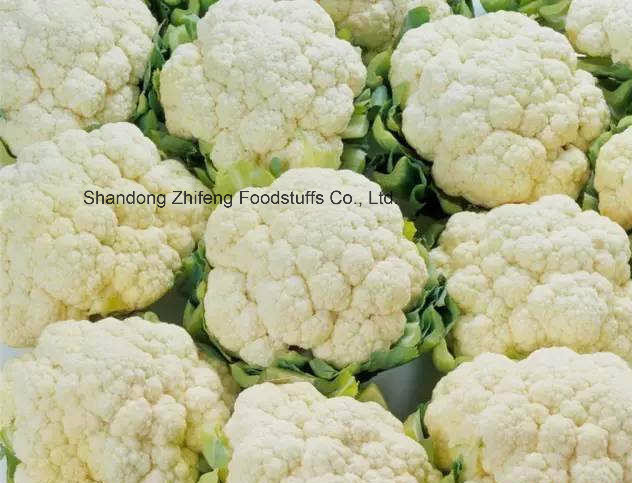 Competitive IQF Frozen Cauliflower