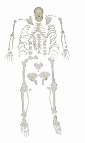 Anatomical Model Bix-A1006 Life-Size Human Scattered Bones Models