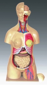 Xy-3301-25 95cm Human Torso Model