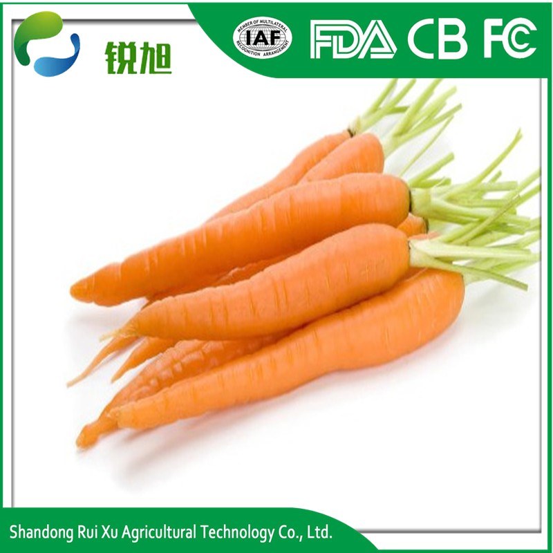 Fresh Carrot - High Quality and Best Price/ Carrot Price