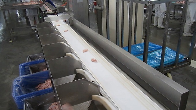 Automatic Fish Sorting Machine for Weight/Weight Sorting Machine for Fish