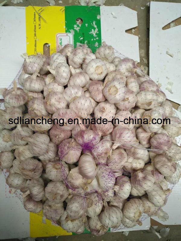 Fresh Garlic New Crop Slected
