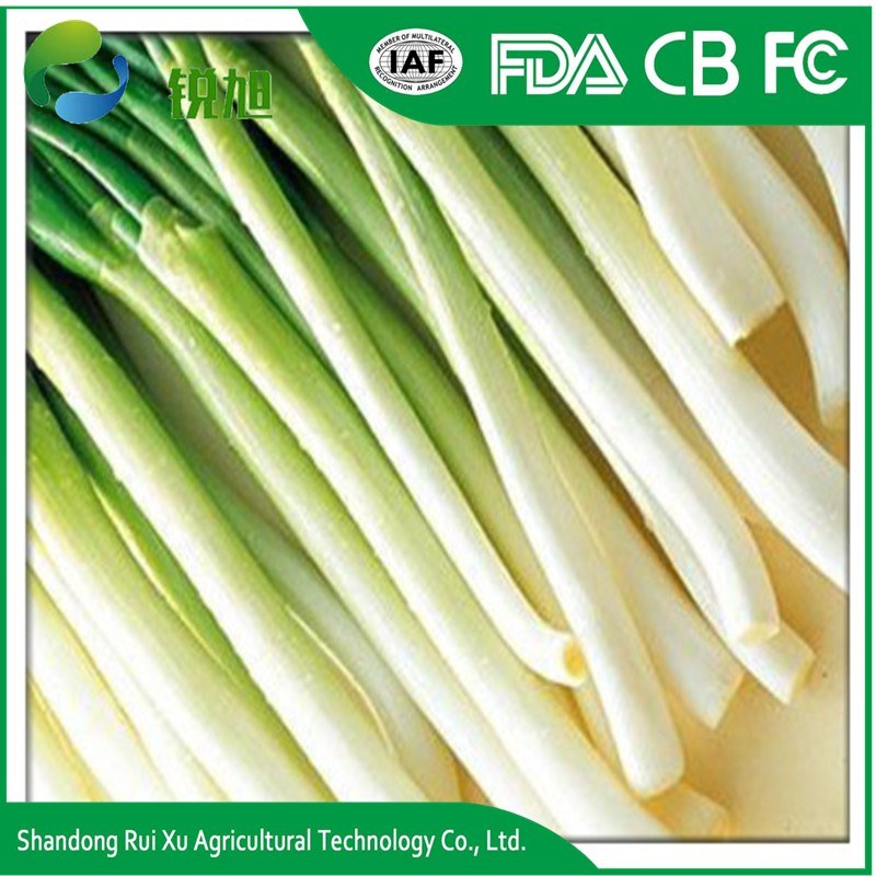 Chinese Fresh Green Onion with Best Price