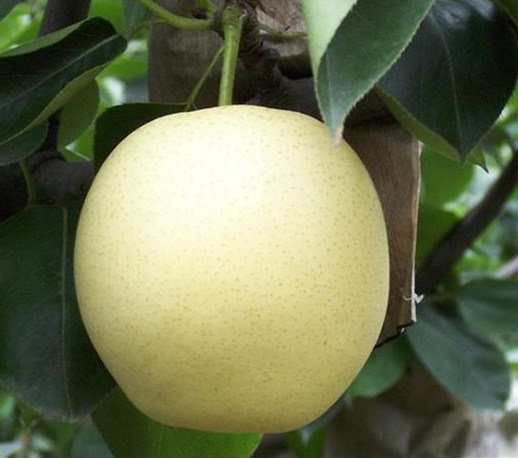 2016 Year Fresh Golden Pear in Best Price
