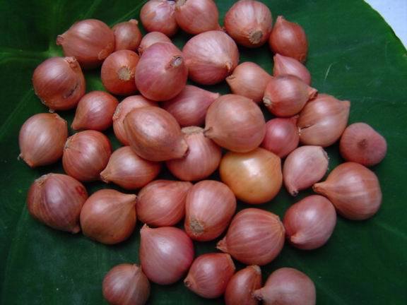 New Crop Fresh Shallot Vegetable