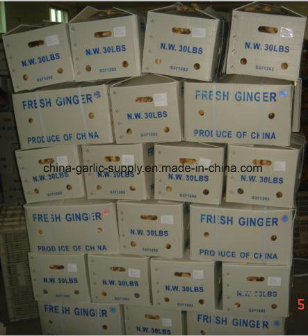 Quality Wholesale Anqiu New Crop Dehydrated Fresh/Dried Air Dry Ginger, Pickled Peeled Garlic Gengibre Ginger Price