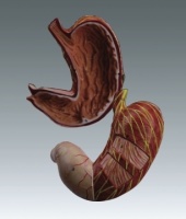 Xy-AA10 Stomach 1.5 Times of Life Size