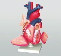 Xy-3304-9 Heart Model (anatomical model)