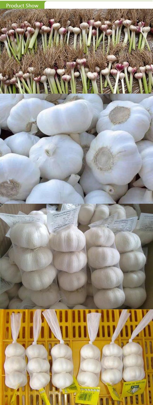 IQF Frozen Garlic Granules with High Quality