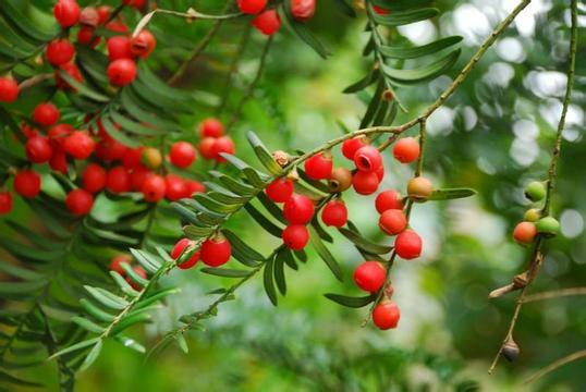Taxus Cuspidata Extract; Paclitaxel 99%, Treatment of Cancer