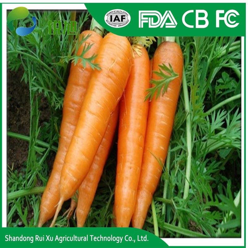 Fresh New Crop Fresh Carrot 10kg Carton Packing