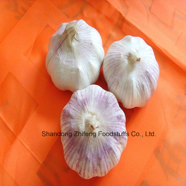 2017 New Fresh Normal Garlic with Purple Skin