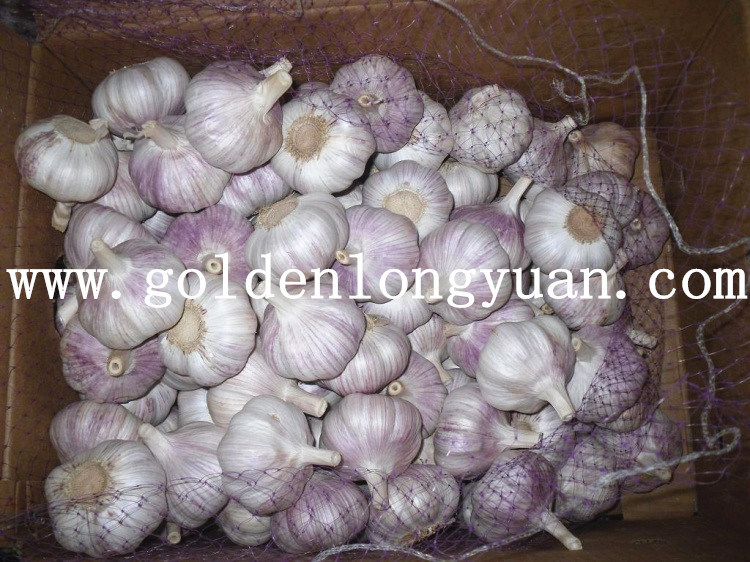 Fresh New Crop Chinese Garlic for Brazil Market