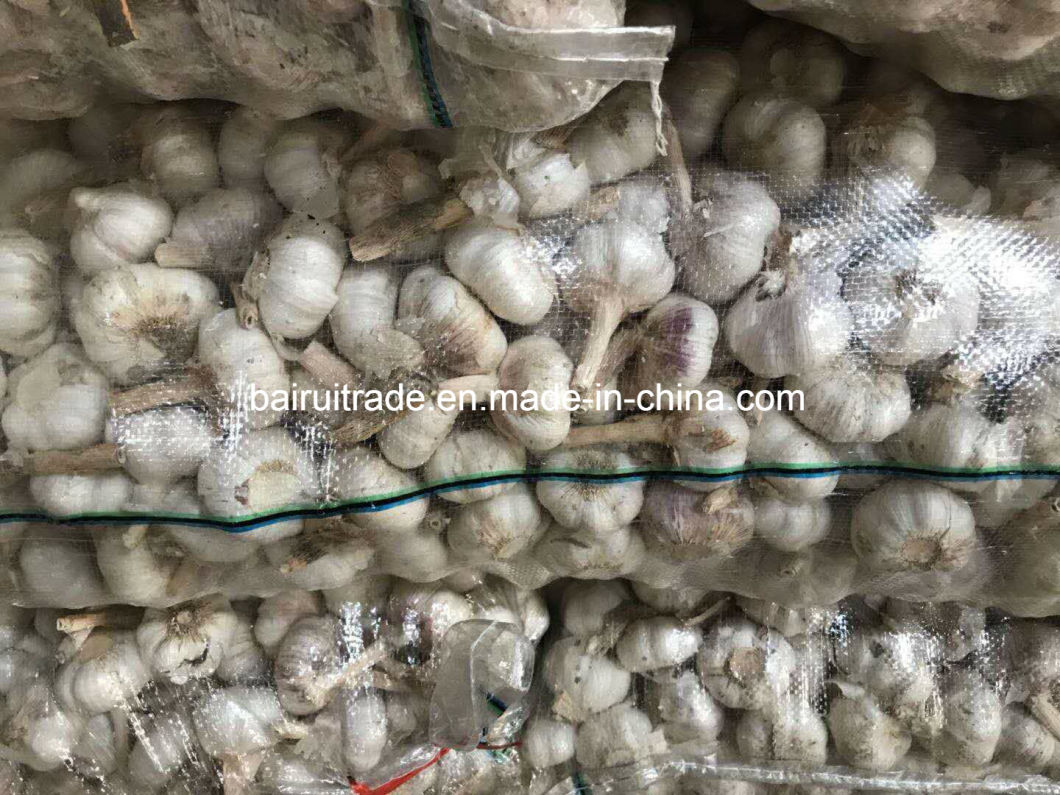 New Crop Fresh Garlic Pure White Garlic From China