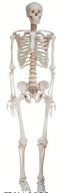 Xy-11101 Human Skeleton Model 180cm High