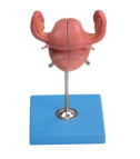 Xy- A6116 Anatomical Uterus Model