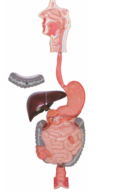 Xy-A6078 Human Digestive System