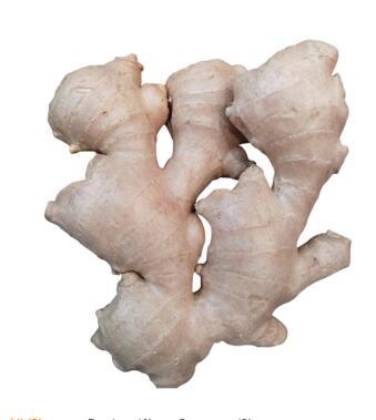 Air Dry Ginger From China 150g/200g/250g Fresh Ginger