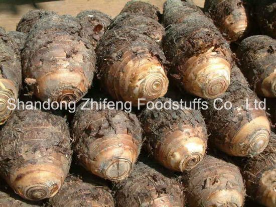 High Quality New Crop Taro for Exporting