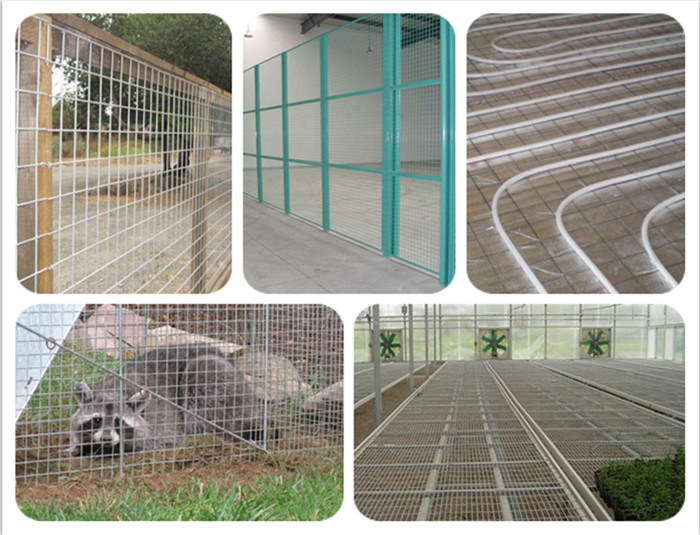 Low Carbon Steel Wire Mesh Welded Wire Mesh for Fencing/Cages