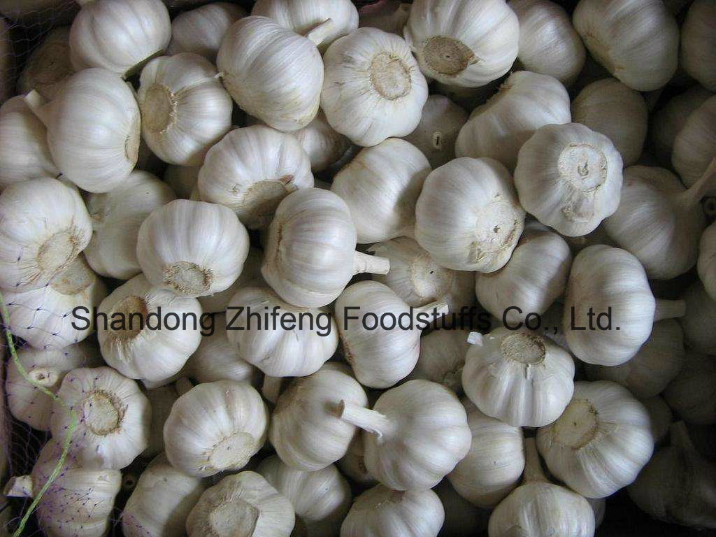 Pure White Garlic with Competitive Price From China