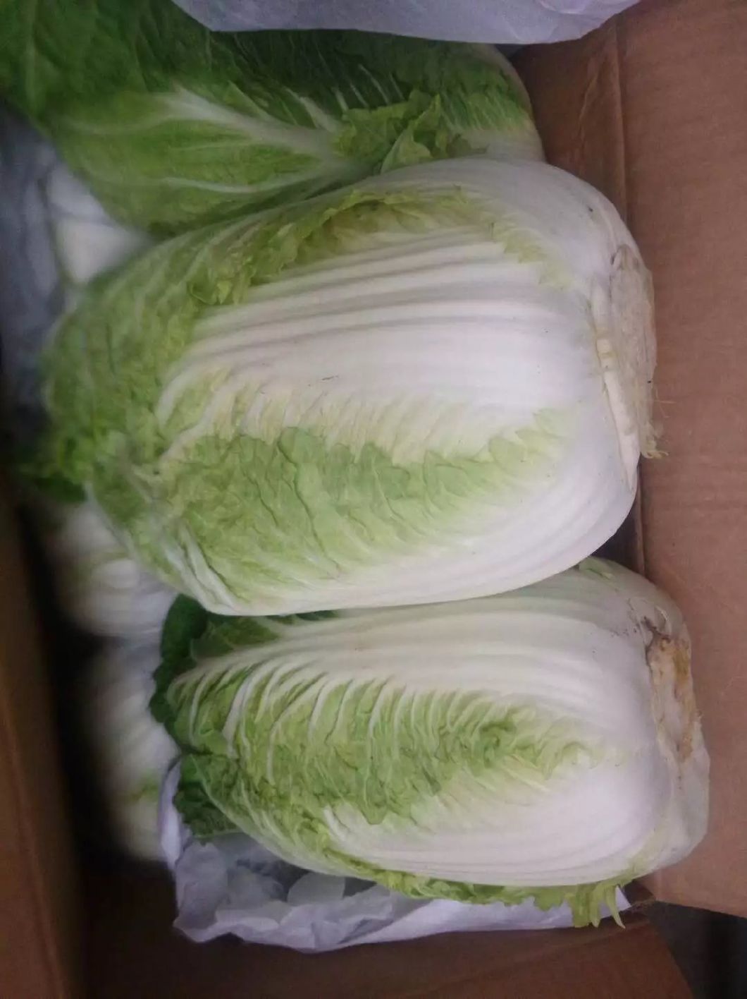 2018 New Crop Fresh Chinese Cabbage